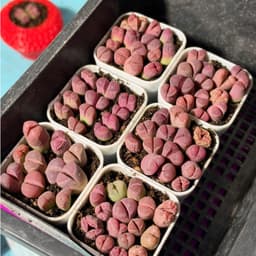 [mieugarden] Sen mông lithops màu hồng tím dòng Optica Rubra - cây đơn nhiều đầu và cây đôi 2 đầu 6