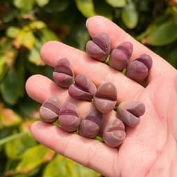 [mieugarden] Sen mông lithops màu hồng tím dòng Optica Rubra - cây đơn nhiều đầu và cây đôi 2 đầu 2