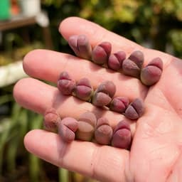 [mieugarden] Sen mông lithops màu hồng tím dòng Optica Rubra - cây đơn nhiều đầu và cây đôi 2 đầu 5
