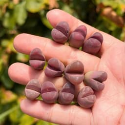 [mieugarden] Sen mông lithops màu hồng tím dòng Optica Rubra - cây đơn nhiều đầu và cây đôi 2 đầu 4