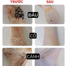 Máy Nhổ Lông Măng Gà, Vịt. LMS 6
