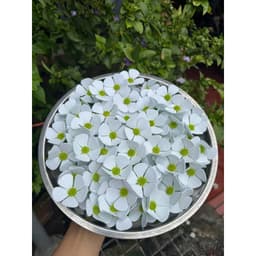 Bông Hoa Cúc Violet Xốp Size 5cm Hoa Cúc Cao Cấp, điểm bó hoa, Phụ Kiện Trang Trí Bánh Kem 7