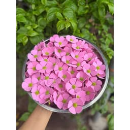 Bông Hoa Cúc Violet Xốp Size 5cm Hoa Cúc Cao Cấp, điểm bó hoa, Phụ Kiện Trang Trí Bánh Kem 3