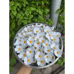 Bông Hoa Cúc Violet Xốp Size 5cm Hoa Cúc Cao Cấp, điểm bó hoa, Phụ Kiện Trang Trí Bánh Kem 4