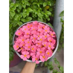 Bông Hoa Cúc Violet Xốp Size 5cm Hoa Cúc Cao Cấp, điểm bó hoa, Phụ Kiện Trang Trí Bánh Kem 5