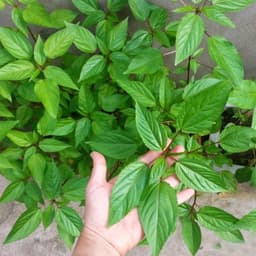 Hạt giống Rau Đay Đỏ F1 Gói 2000 Hạt Siêu khoẻ ,dễ trồng, ít sâu bệnh, trồng quanh năm - Hạt Giống Nhà Nông 6