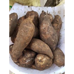 [Đầu Vụ] Khoai Sâm Tây Bắc Tươi Ngon (Củ Bé, 5-6 Củ/kg) - Khoai Sâm Đất Giòn Ngọt, Mát Lành 4