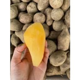 [Đầu Vụ] Khoai Sâm Tây Bắc Tươi Ngon (Củ Bé, 5-6 Củ/kg) - Khoai Sâm Đất Giòn Ngọt, Mát Lành 2