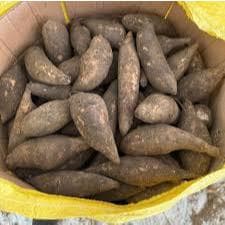 [Đầu Vụ] Khoai Sâm Tây Bắc Tươi Ngon (Củ Bé, 5-6 Củ/kg) - Khoai Sâm Đất Giòn Ngọt, Mát Lành