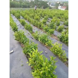 Bạt phủ chống cỏ cuộn dài 200m khổ rộng từ 50cm đến 1,2m 5
