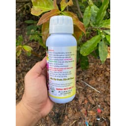 TRÙM DƯỠNG MAI VÀNG GIÚP RA RỄ MẠNH, ĐÂM CHỒI, XANH LÁ, TẠO NỤ, HOA TO CHAI 500ML 4