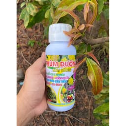 TRÙM DƯỠNG MAI VÀNG GIÚP RA RỄ MẠNH, ĐÂM CHỒI, XANH LÁ, TẠO NỤ, HOA TO CHAI 500ML 2