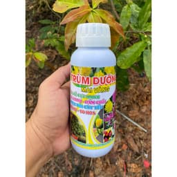TRÙM DƯỠNG MAI VÀNG GIÚP RA RỄ MẠNH, ĐÂM CHỒI, XANH LÁ, TẠO NỤ, HOA TO CHAI 500ML 3