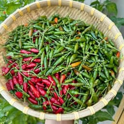 [GÓI 30 HẠT] Hạt giống Ớt Xiêm Rừng siêu cay, trái sai, sinh trưởng khỏe, trồng quanh năm - Hạt Giống Nhà Nông 8