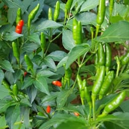 [GÓI 30 HẠT] Hạt giống Ớt Xiêm Rừng siêu cay, trái sai, sinh trưởng khỏe, trồng quanh năm - Hạt Giống Nhà Nông 6