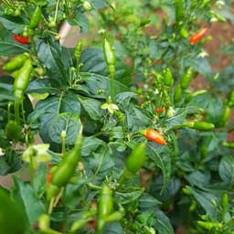 [GÓI 30 HẠT] Hạt giống Ớt Xiêm Rừng siêu cay, trái sai, sinh trưởng khỏe, trồng quanh năm - Hạt Giống Nhà Nông 5