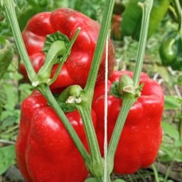 Hạt Giống Ớt Chuông F1-Siêu Trái Giòn, Ngọt, Giàu Dinh Dưỡng, Trồng Quanh Năm - Hạt Giống Nhà Nông 3