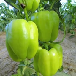 Hạt Giống Ớt Chuông F1-Siêu Trái Giòn, Ngọt, Giàu Dinh Dưỡng, Trồng Quanh Năm - Hạt Giống Nhà Nông 4