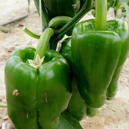 Hạt Giống Ớt Chuông F1-Siêu Trái Giòn, Ngọt, Giàu Dinh Dưỡng, Trồng Quanh Năm - Hạt Giống Nhà Nông 5