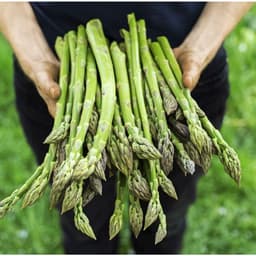 Hạt Giống Măng Tây F1 Dễ Trồng Giàu Dinh Dưỡng, Nảy mầm tốt, ít sâu bệnh, năng suất cao - Hạt Giống Nhà Nông 5