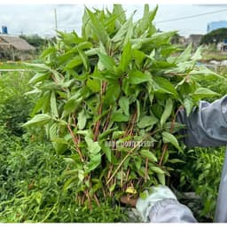 Hạt giống Rau Đay Đỏ F1 Gói 2000 Hạt Siêu khoẻ ,dễ trồng, ít sâu bệnh, trồng quanh năm - Hạt Giống Nhà Nông 5