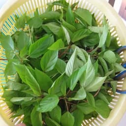 Hạt giống Rau Đay Đỏ F1 Gói 2000 Hạt Siêu khoẻ ,dễ trồng, ít sâu bệnh, trồng quanh năm - Hạt Giống Nhà Nông 7