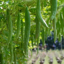 Hạt Giống Lặc Lè ( Mướp Nhật ) F1 Cao Sản Năng Suất Cao, Dễ Trồng, Trồng Quanh Năm - Hạt Giống Nhà Nông 5