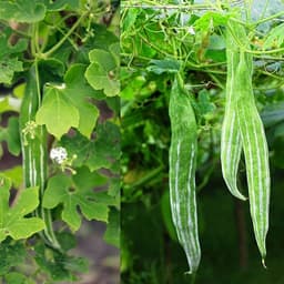 Hạt Giống Lặc Lè ( Mướp Nhật ) F1 Cao Sản Năng Suất Cao, Dễ Trồng, Trồng Quanh Năm - Hạt Giống Nhà Nông 2