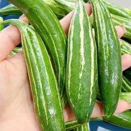 Hạt Giống Lặc Lè ( Mướp Nhật ) F1 Cao Sản Năng Suất Cao, Dễ Trồng, Trồng Quanh Năm - Hạt Giống Nhà Nông 4