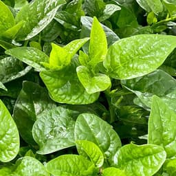 Hạt Giống Mồng Tơi F1 Lá To, Dễ Trồng Quanh Năm - Gói 800 Hạt - Hạt Giống Nhà Nông 6