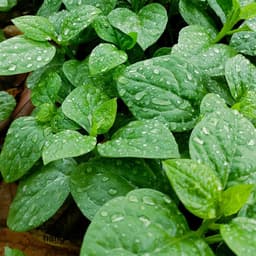 Hạt Giống Mồng Tơi F1 Lá To, Dễ Trồng Quanh Năm - Gói 800 Hạt - Hạt Giống Nhà Nông 5
