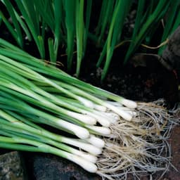 Hạt giống Hành Lá 4 Mùa - GÓI 550 HẠT, Siêu Đẻ Nhánh, Chịu Nhiệt Tốt, Trồng Quanh Năm - Hạt Giống Nhà Nông 7