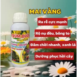 TRÙM DƯỠNG MAI VÀNG GIÚP RA RỄ MẠNH, ĐÂM CHỒI, XANH LÁ, TẠO NỤ, HOA TO CHAI 500ML 1