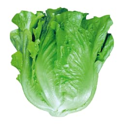 Hạt giống rau Xà lách year round gói 2gram hàng công ty 1