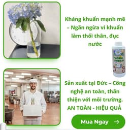 Nước Dưỡng Hoa Chuyên Dụng FLORA FRESH 500ml – Giúp Hoa Nở Đều, Tươi Lâu Gấp 3 Lần 7