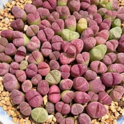 [mieugarden] Sen mông lithops màu hồng tím dòng Optica Rubra - cây đơn nhiều đầu và cây đôi 2 đầu 1