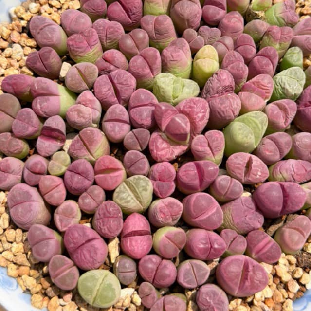 [mieugarden] Sen mông lithops màu hồng tím dòng Optica Rubra - cây đơn nhiều đầu và cây đôi 2 đầu