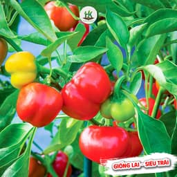 Hạt Giống Ớt Chuông F1-Siêu Trái Giòn, Ngọt, Giàu Dinh Dưỡng, Trồng Quanh Năm - Hạt Giống Nhà Nông 1
