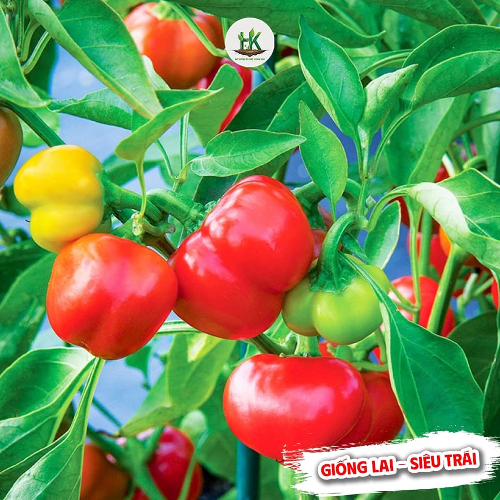 Hạt Giống Ớt Chuông F1-Siêu Trái Giòn, Ngọt, Giàu Dinh Dưỡng, Trồng Quanh Năm - Hạt Giống Nhà Nông