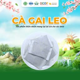 Trà Cà Gai Leo Hoa Cúc Cỏ Ngọt Hộp 30 Gói 5Gram Siêu Thị Thiên Nhiên 2