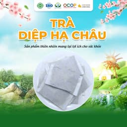 Trà Diệp Hạ Châu Cỏ Ngọt Thanh Mát Cho Ngày Mới Thư Thái Hộp 30 Túi Lọc 90gram 2