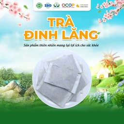 Trà Đinh Lăng Siêu Thị Thiên Nhiên - Hộp 30 Túi Lọc x 3Gram 2