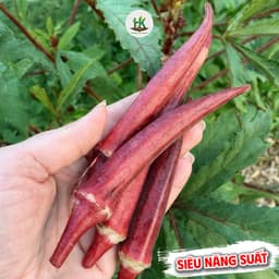 Hạt giống Đậu Bắp Đỏ Lùn F1 Siêu Trái, Ăn Giòn Ngon, Kháng Sâu Bệnh Tốt, Trồng Quanh Năm - Hạt Giống Nhà Nông 5