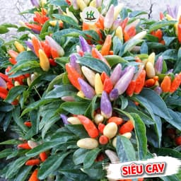 Hạt giống Ớt Chỉ Thiên Chùm Ngũ Sắc F1 Siêu Đậu Quả, dễ trồng, ít chăm sóc - Hạt Giống Nhà Nông 1