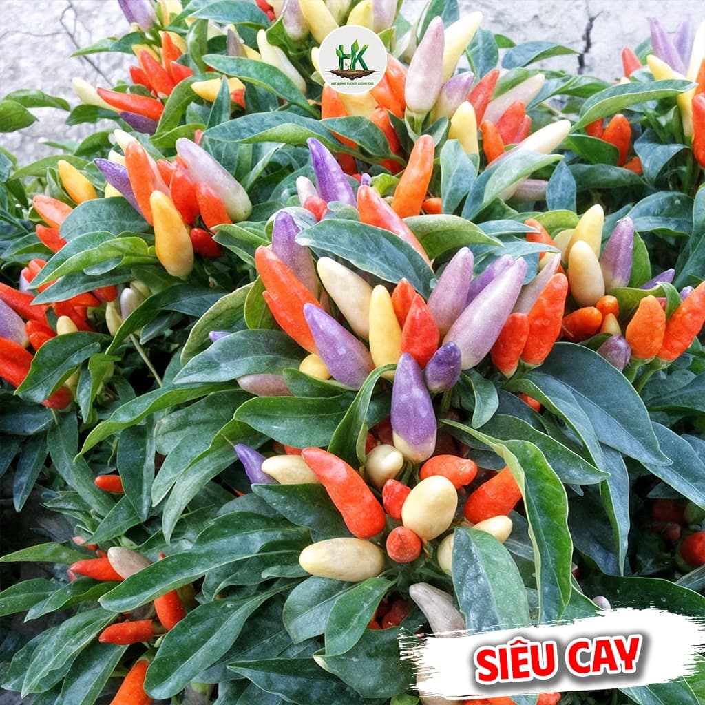 Hạt giống Ớt Chỉ Thiên Chùm Ngũ Sắc F1 Siêu Đậu Quả, dễ trồng, ít chăm sóc - Hạt Giống Nhà Nông