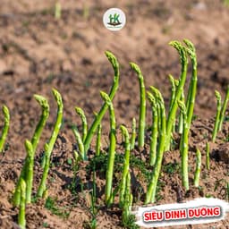 Hạt Giống Măng Tây F1 Dễ Trồng Giàu Dinh Dưỡng, Nảy mầm tốt, ít sâu bệnh, năng suất cao - Hạt Giống Nhà Nông 1