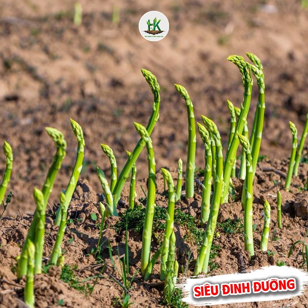 Hạt Giống Măng Tây F1 Dễ Trồng Giàu Dinh Dưỡng, Nảy mầm tốt, ít sâu bệnh, năng suất cao - Hạt Giống Nhà Nông