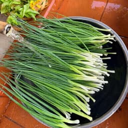Hạt giống Hành Lá 4 Mùa - GÓI 550 HẠT, Siêu Đẻ Nhánh, Chịu Nhiệt Tốt, Trồng Quanh Năm - Hạt Giống Nhà Nông 6
