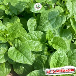 Hạt Giống Mồng Tơi F1 Lá To, Dễ Trồng Quanh Năm - Gói 800 Hạt - Hạt Giống Nhà Nông 2