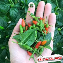 [GÓI 30 HẠT] Hạt giống Ớt Xiêm Rừng siêu cay, trái sai, sinh trưởng khỏe, trồng quanh năm - Hạt Giống Nhà Nông 2